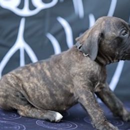 Boy 2 - Black brindle male Cane Corso puppy in Willow Springs, Georgia from Better Than You Cane Corso’s
