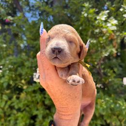 Piano - Red  male Goldendoodle puppy in La Verne, California from Marshall Goldendoodles
