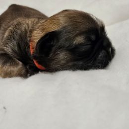 Red collar boy - Brindle male Shih Tzu puppy in Woodsfield, Ohio from ROSE LANE SHIH TZUS