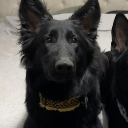 German Shepherds from Bluegrass Acres LLC