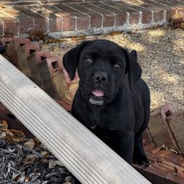 Girl 3 - Black female Cane Corso puppy in Kaufman, Texas from Phantom Corsos