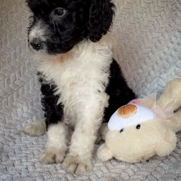 Sylvie - Black and white female Bernedoodle puppy in Grant City, Missouri from Timberline Paws