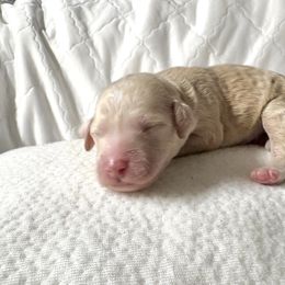 Xaden - Cream male Labradoodle puppy in Watertown, Tennessee from PawfectBud