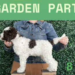 Lagotto Romagnolo Puppies from Brianna Johnson