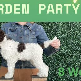 Lagotto Romagnolo Puppies from Brianna Johnson
