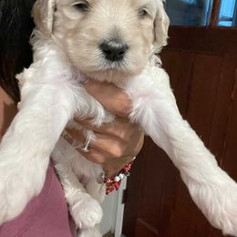 Poodle Puppies from The Rad Poodles