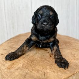 Eve - Black and tan female Assorted Doodle Crosses puppy in Arlington, Washington from Doodle Love Laugh