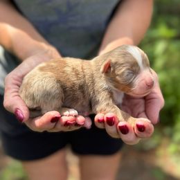 Fritz - Red merle male Miniature Australian Shepherd puppy in Ambrose, Georgia from Brandilyn's Aussies