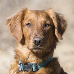 Reba - Golden Retriever