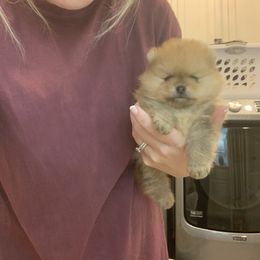 Pomeranian Puppies from Halo Poms
