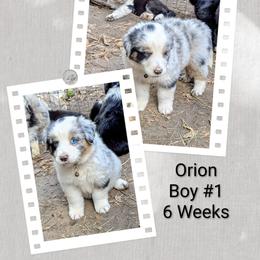 Australian Shepherd and Great Dane Puppies from AEW Farm