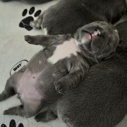 French Bulldog Puppies from GBPGENETICS