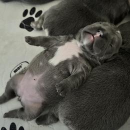 French Bulldog Puppies from GBPGENETICS