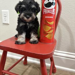 Green boy - Black and silver male Miniature Schnauzer puppy in Garrison, Texas from RNH Schnauzers