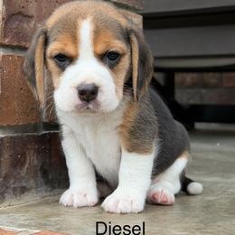 Diesel - Black tan and white male Beagle puppy in Mansfield, Missouri from Rippee Creek Kennel