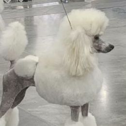 Ray - Poodle