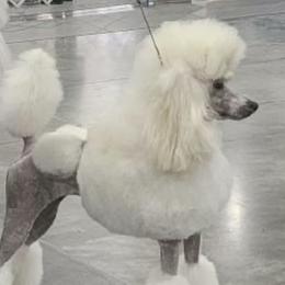Ray - Poodle