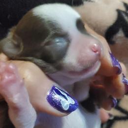 Boy 1 - Chocolate and white male Chihuahua puppy in Oklahoma City, Oklahoma from Teacup Chihuahuas and Friends