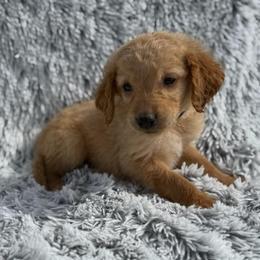 Teddy - Apricot male Goldendoodle puppy in Ambrose, Georgia from Brandilyn's Aussies