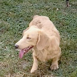 Sweet Baby James - Cream male Dachshund puppy in Mt. Sterling, Illinois from Doxie Do's