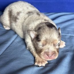 Camila - Merle female Pomsky puppy in Oak Forest, Illinois from Illinois Poms