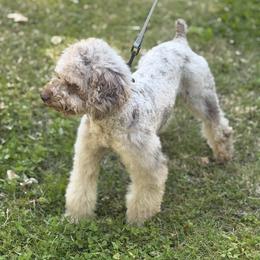 Old English Sheepdog, Poodle, Sheepadoodle, and Yorkipoo All Grown Up from Love Tallulah Sheepadoodles LLC