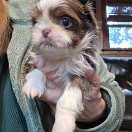 Joey - Lilac male Shih Tzu puppy in Carrollton, Ohio from Becker Hollow