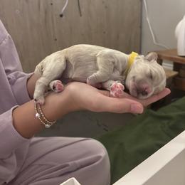 Girl 5 - female Goldendoodle puppy in Buford, Georgia from Guppy Puppies