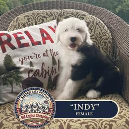 Indy - Gray and white female Old English Sheepdog puppy in Cleveland, Tennessee from Narrow Path Old English & Sheepadoodles