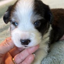 Coal - Blue merle and white male Cardigan Welsh Corgi puppy in Dade City, Florida from Red White & Bluie Corgi