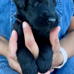 Giant Schnauzer and Miniature Schnauzer Puppies from My Angel Schnauzers