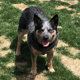 Bo - Australian Cattle Dog