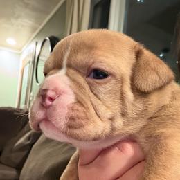 Elsa - Fawn and white female Bulldog puppy in Harvard, Illinois from Bramble & Brute Canines