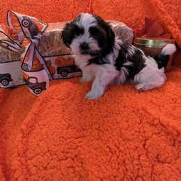 Shih Tzu Puppies from Sassy Shih Tzu Puppies
