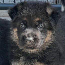 Purple Girl - Black and red German Shepherd puppy in Atlanta, Georgia from Vom Eisenhunde