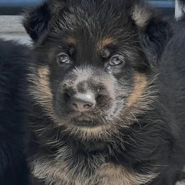 Purple Girl - Black and red German Shepherd puppy in Atlanta, Georgia from Vom Eisenhunde