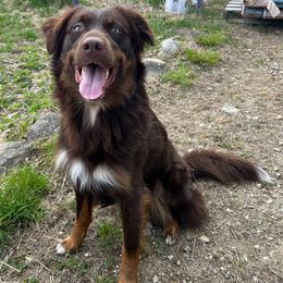 Lincoln - Australian Shepherd