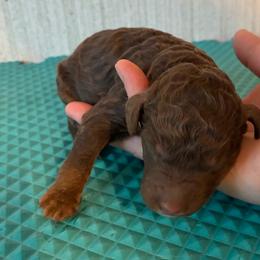 Brown Phantom Boy - Phantom male Poodle puppy in Jesup, Georgia from Altamaha Mud Poodles LLC.