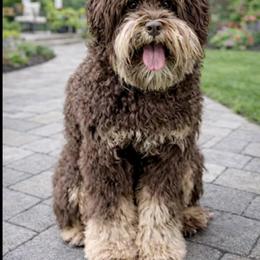 Juni - Australian Labradoodle