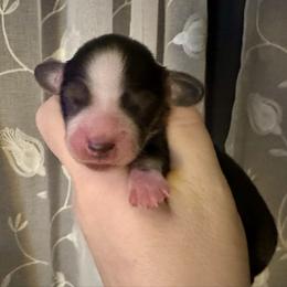Elsa-Cream Sable, Piebald - Sable female Dachshund puppy in Wolf Lake, Indiana from Canisteo Dachshunds