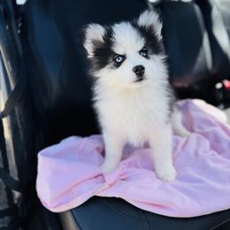 Little guy - Black and white male Pomsky puppy in Yavapai County, Arizona from Pawsh Pomskies