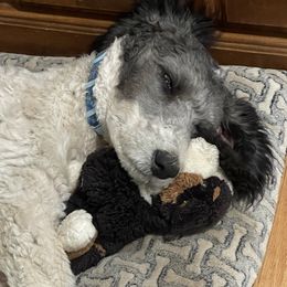 Zazu - Poodle
