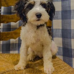 Bernedoodle, Cavapoo, and Goldendoodle Puppies from Yankee Doodle Doggies