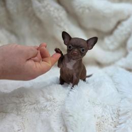 Choco Nugget - Chocolate female Chihuahua puppy in East Camden, Arkansas from RoyAl