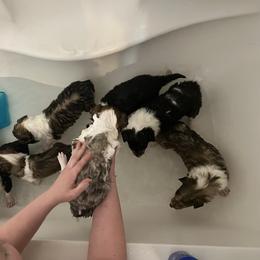 Collie Puppies from Jolly Collies