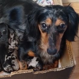 Dachshunds from Lickin'bach Miniature Dachshunds