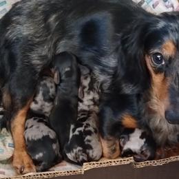 Dachshunds from Lickin'bach Miniature Dachshunds