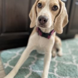 Skye - Beagle