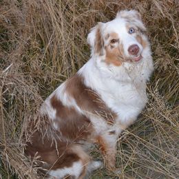 Australian Shepherds from RanchHauss Aussies