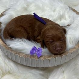 Purple Female - Apricot female Goldendoodle puppy in Great Falls, Montana from Montana Goldendoodles